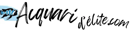 Logo Acquaridelite ecommerce acquari e prodotti per pesci case study SeoMask